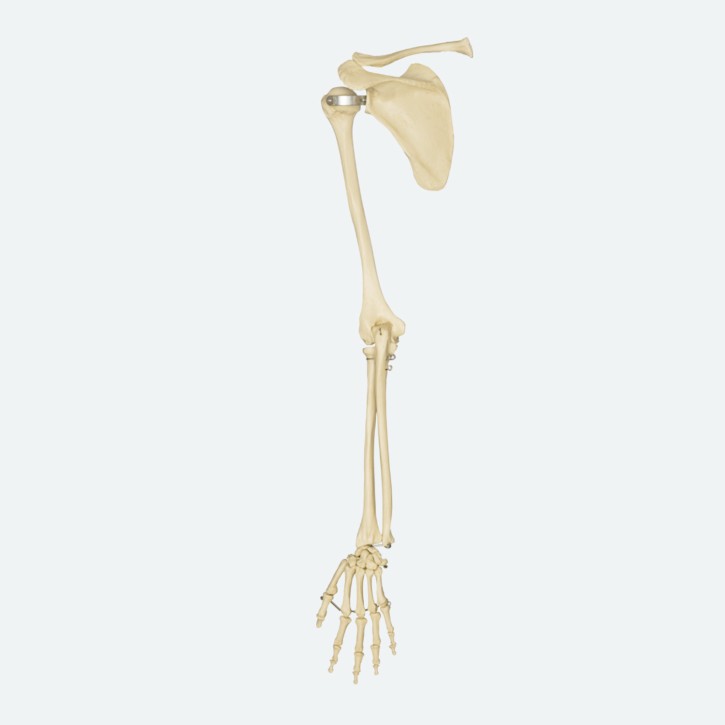 Armskelett | mit Hand und Schulter | beweglich | Rüdiger Anatomie