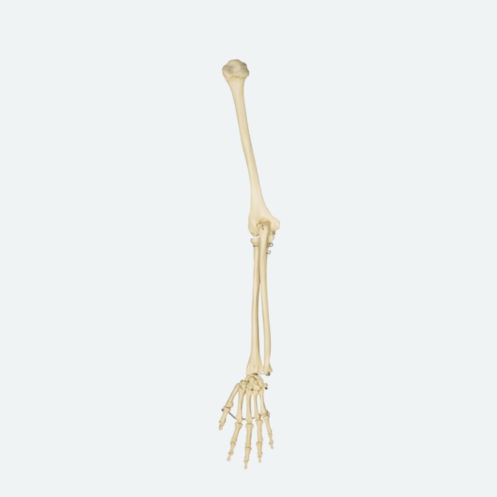 Armskelett ohne Schulterblatt | ohne Schlüsselbein | Rüdiger Anatomie