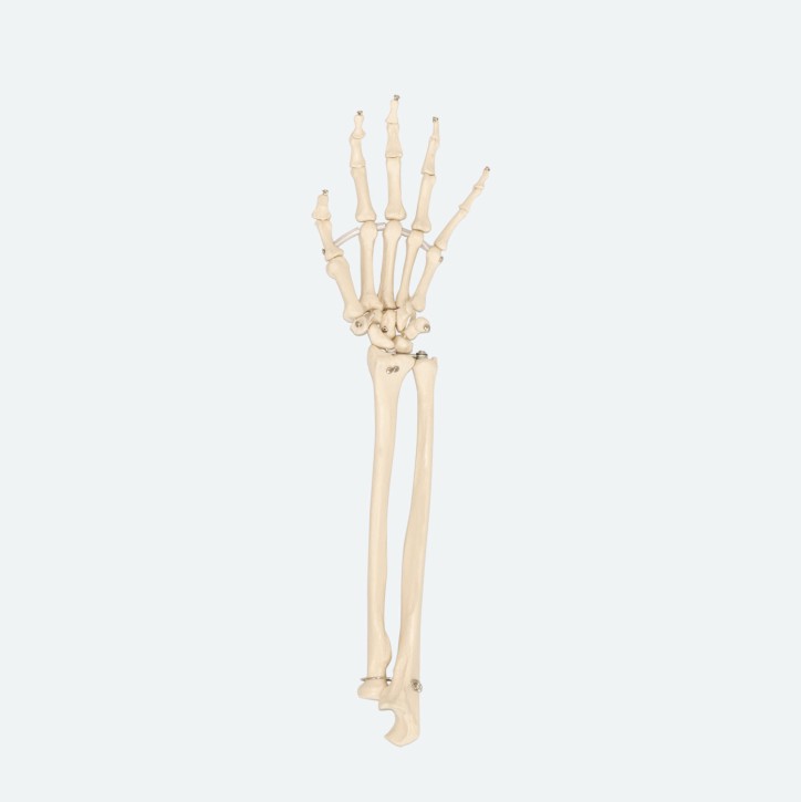 Handskelett | Unterarmansatz & Gummischnur | Rüdiger Anatomie