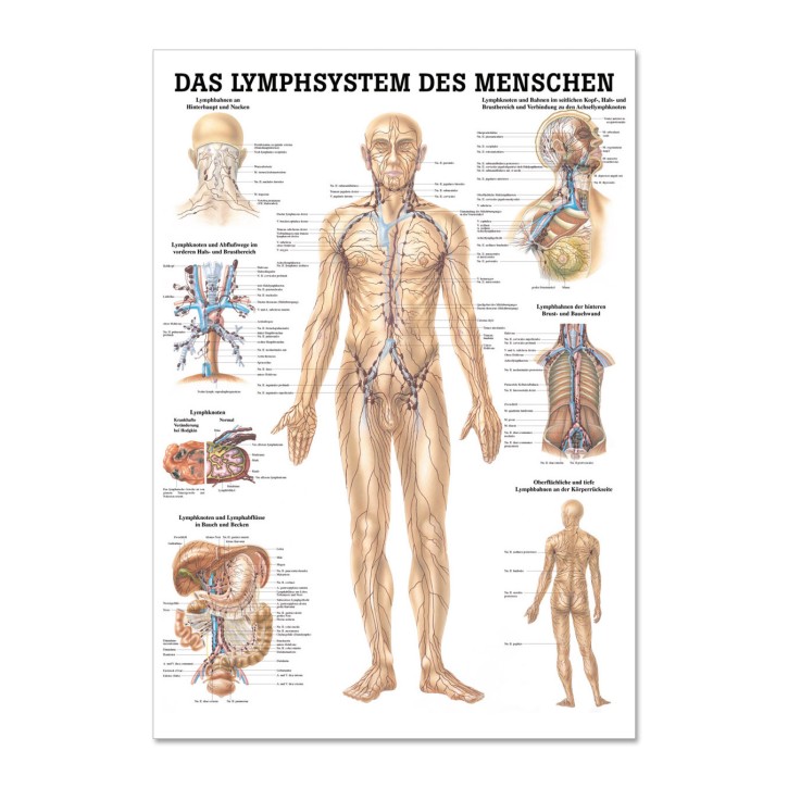 Lehrtafel | Das Lymphsystem des Menschen | Rüdiger Anatomie