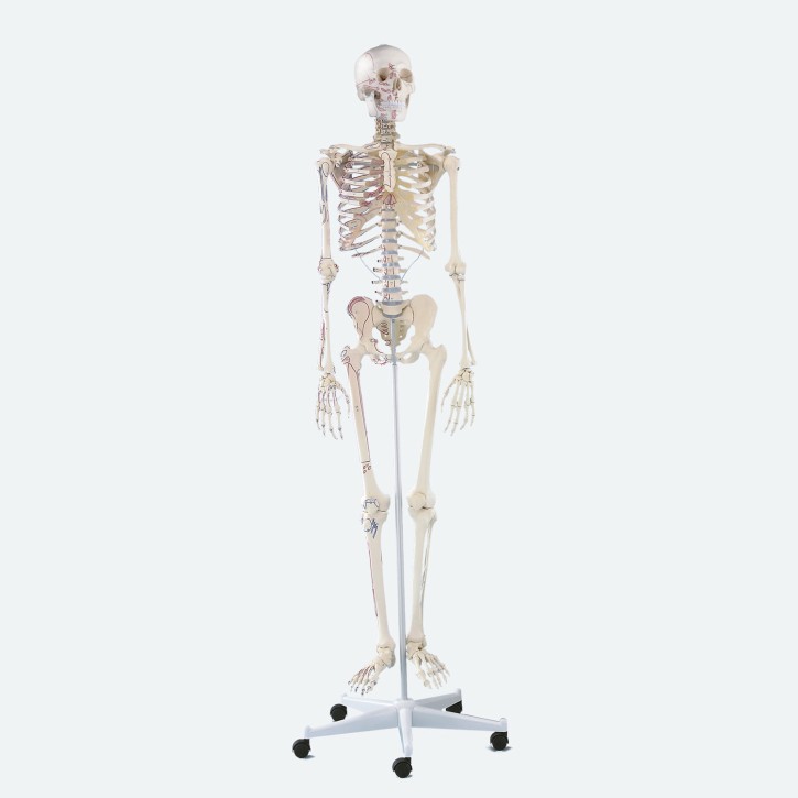 Skelett | Arnold | mit Muskelmarkierungen