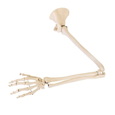 AFH Anatomischer Skelettarm mit Schulterblatt & Schlüsselbein | Deluxe