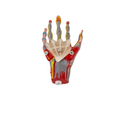 AFH Anatomisches Handmodell Deluxe | mehrteilig mit Stativ