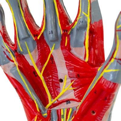 AFH Anatomisches Handmodell Deluxe | mehrteilig mit Stativ