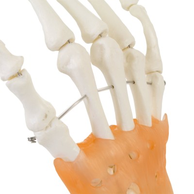AFH Anatomisches Handmodell Skelett/Ligament | Deluxe