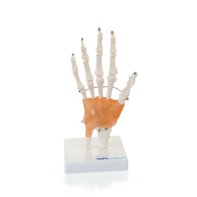 AFH Anatomisches Handmodell Skelett/Ligament | Deluxe
