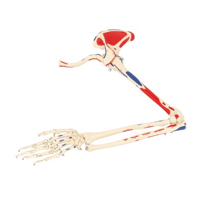 Armskelett mit Muskelbemalung | beweglich | Rüdiger Anatomie