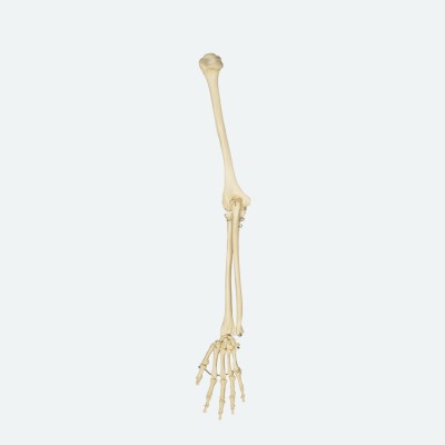Armskelett ohne Schulterblatt | ohne Schlüsselbein | Rüdiger Anatomie