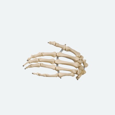 Hand | Knochen lose auf Gummischnur | Rüdiger Anatomie