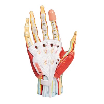 Handmodell 7-teilig | Anatomie der Hand