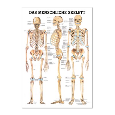 Lehrtafel | Das Menschliche Skelett | Rüdiger Anatomie