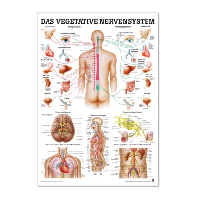 Lehrtafel | Das vegetative Nervensystem | Rüdiger Anatomie