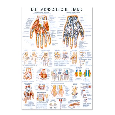 Lehrtafel | Die Menschliche Hand | Rüdiger Anatomie