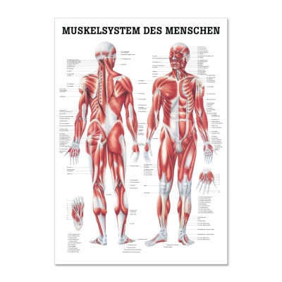 Lehrtafel | Muskelsystem des Menschen | Rüdiger Anatomie