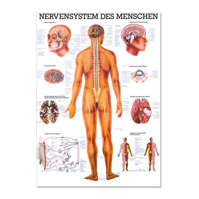 Lehrtafel | Nervensystem des Menschen | Rüdiger Anatomie