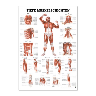 Lehrtafel | Tiefe Muskelschichten Brust | Rüdiger Anatomie