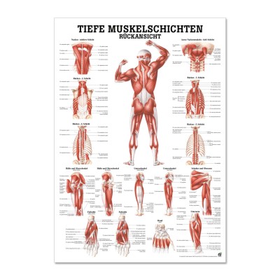 Lehrtafel | Tiefe Muskelschichten Rücken | Rüdiger Anatomie