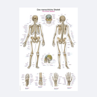 Lehrtafel | Das menschliche Skelett