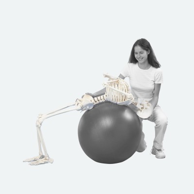 Skelett | Hugo | mit beweglicher Wirbelsäule