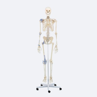 Skelett | Otto | mit Bandapparat
