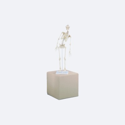 Miniatur-Skelett | Paul | mit beweglicher Wirbelsäule