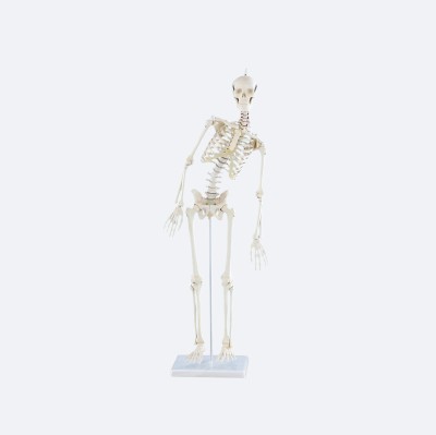 Miniatur-Skelett | Paul | mit beweglicher Wirbelsäule