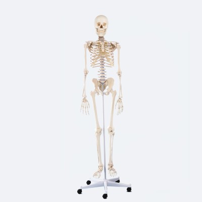 Skelett | Willi