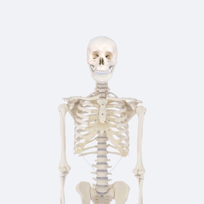 Skelett | Willi