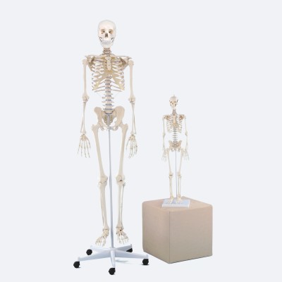 Miniatur-Skelett | Patrick