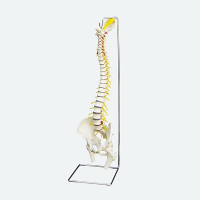 Flexible Wirbelsäule | Anatomisches Modell | Abguss | Rüdiger Anatomie