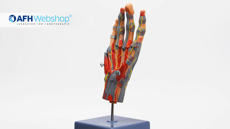 AFH Anatomisches-Handmodell-Deluxe