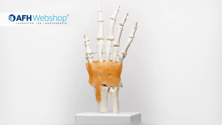 AFH Anatomisches Handmodell Skelett
