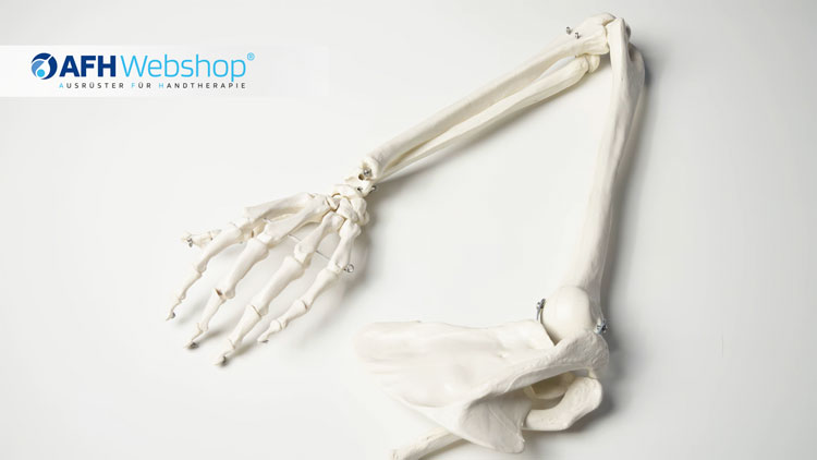 AFH Anatomischer Skelettarm mit Schulterblatt